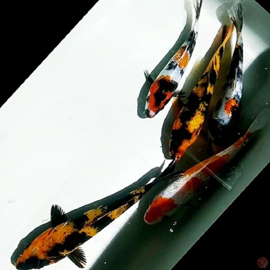 showa, shiro, utsuri mix ginrin 6ekr/13_15cm