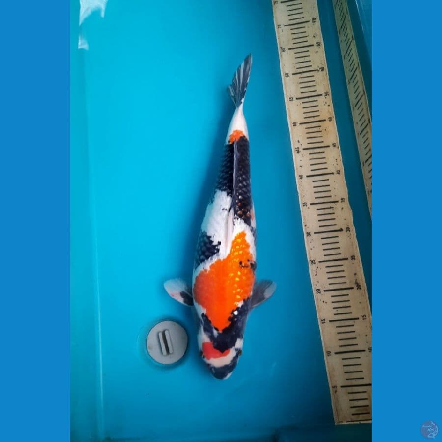 ginrin showa 52cm female