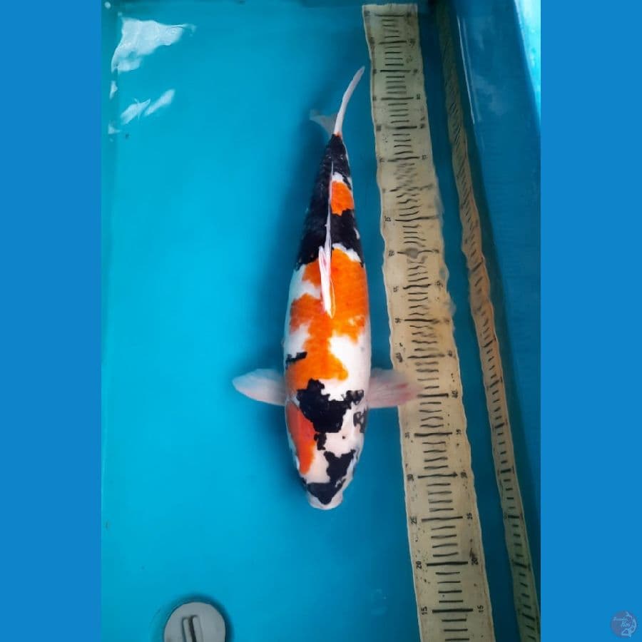 Showa sanshoku 56cm female