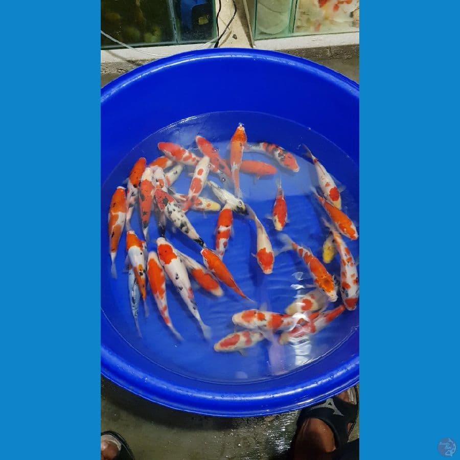 paket mix 20cm up