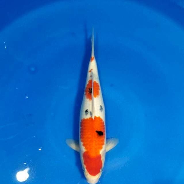 SANKE 34cm female