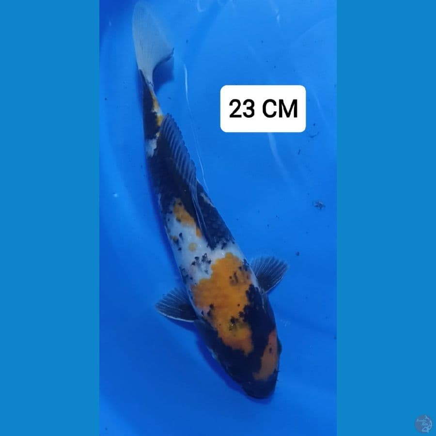 KI SHOWA 23 CM