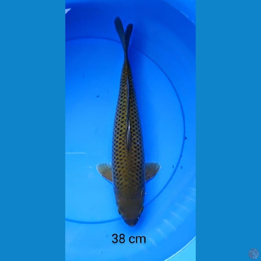 midori jumbo 38 cm