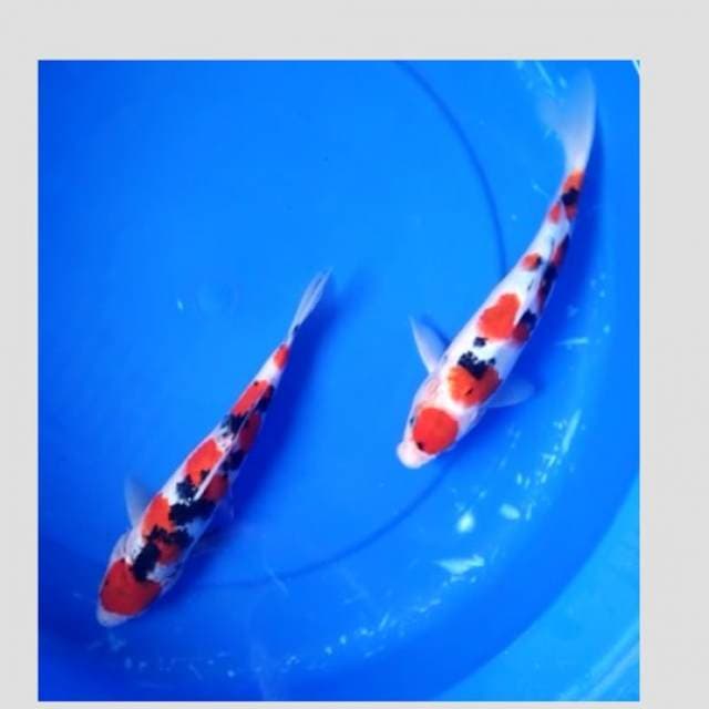 paket 2ekor sanke sisik kelas show 30cm