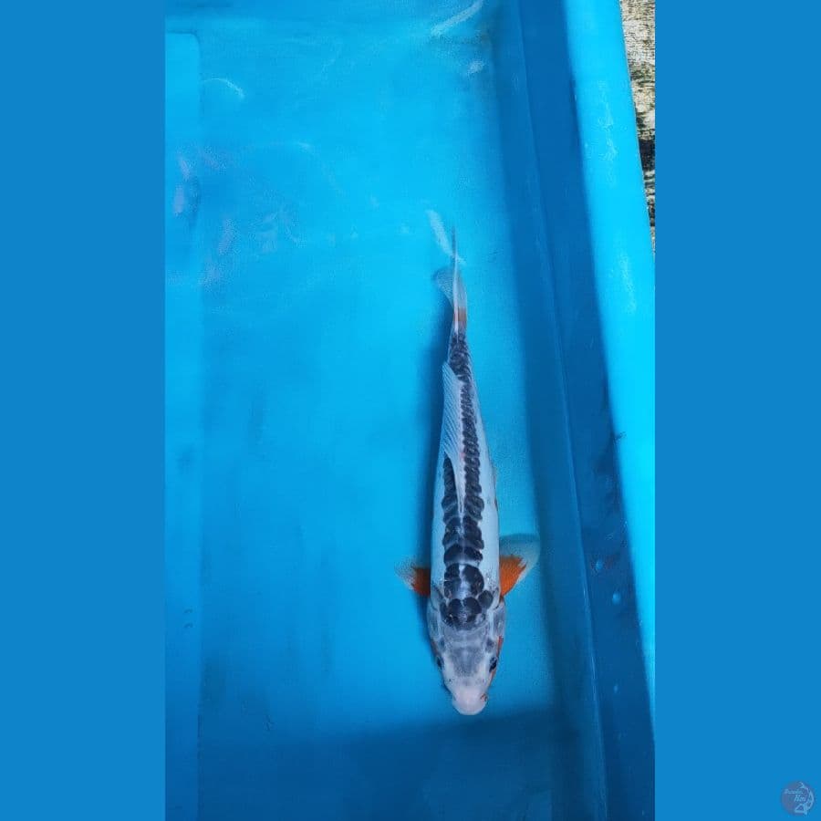 shushui 30 cm