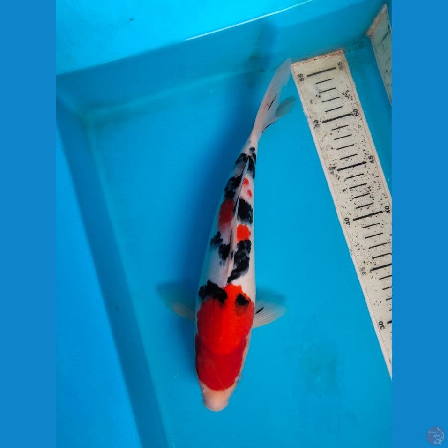 sanke 30cm