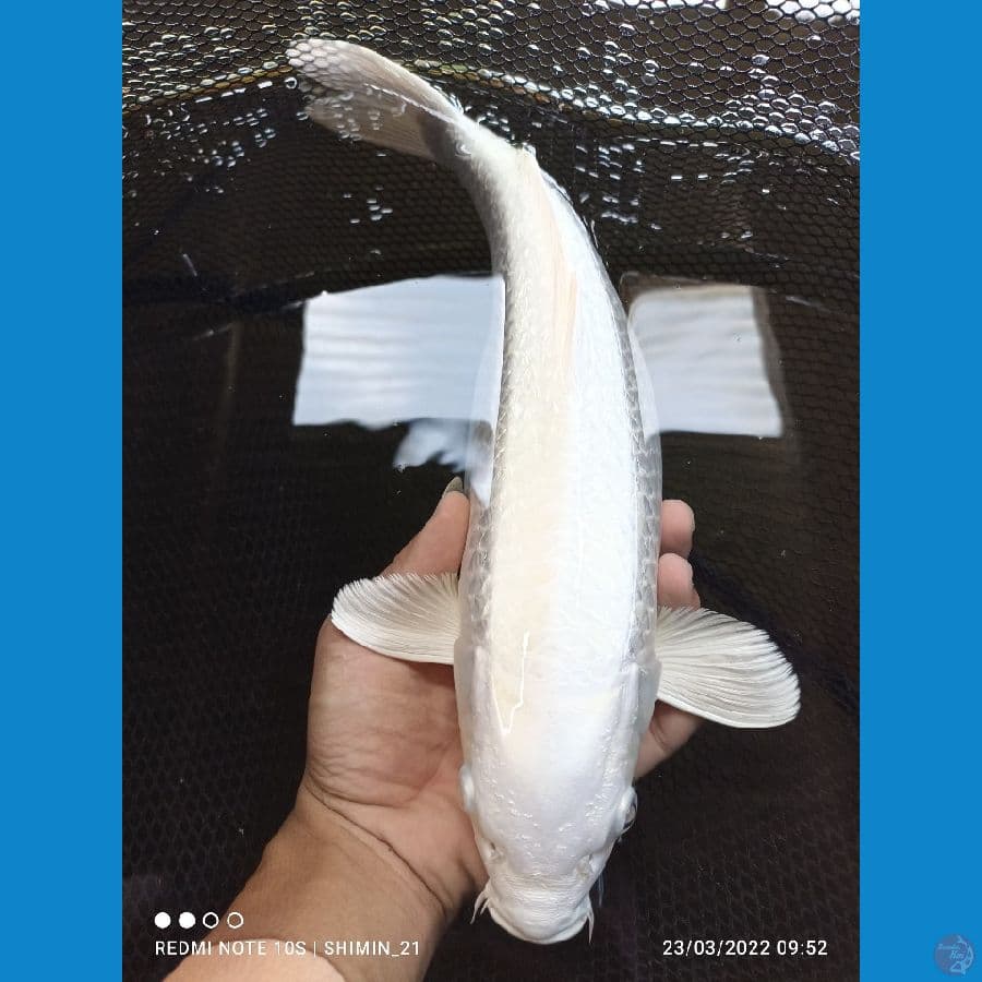 platinum ginrin sz 35bu