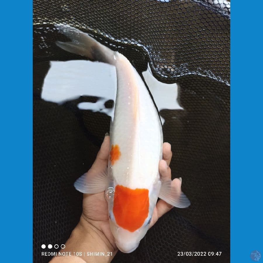 tc kohaku sz 38