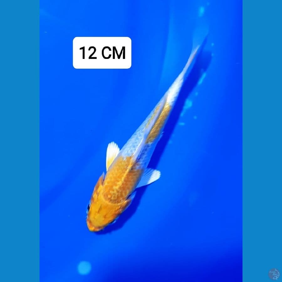 KUJAKU 12 CM