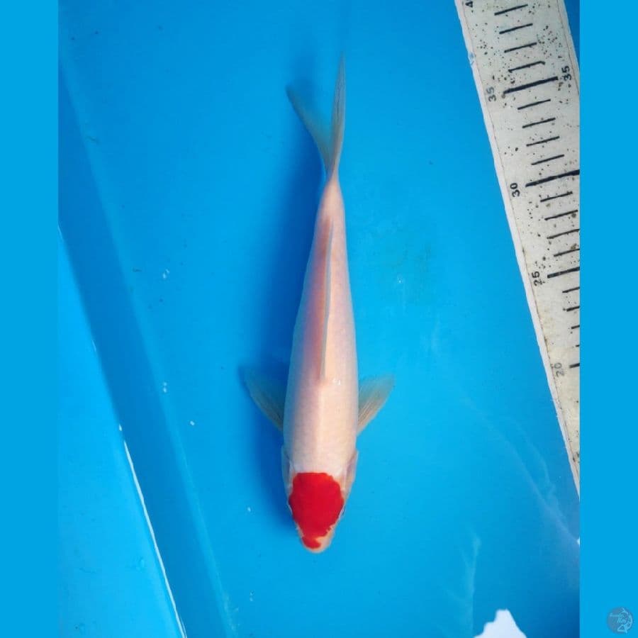 TANCHO, 24cm