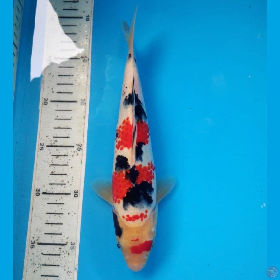KANOKO SANKE, 26cm