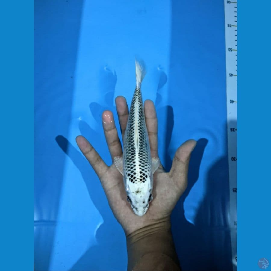 gin matsuba bahan, para keeper merapat