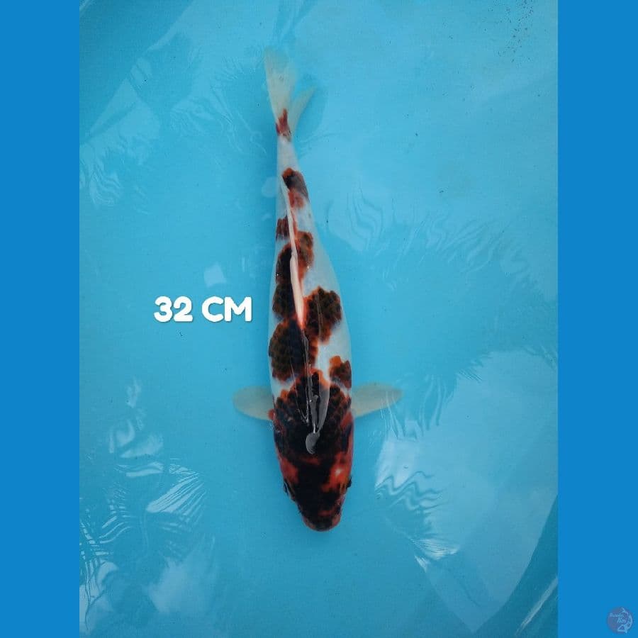 GOROMO 32 cm ori HQ ????