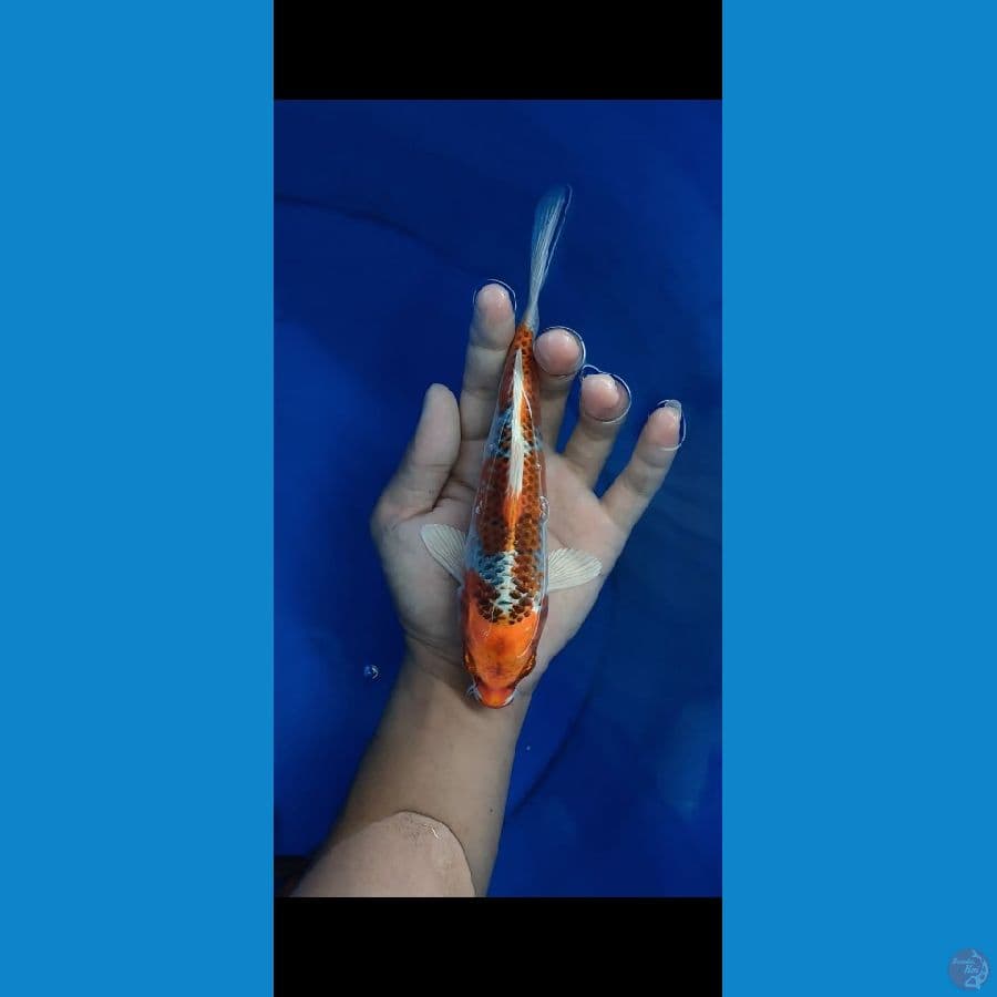 bahan keeping kojaku kualitas oke