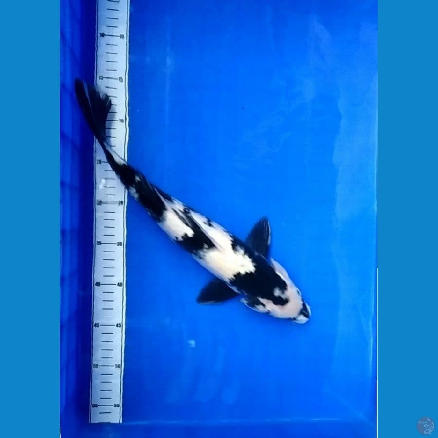 Shiro female 39cm