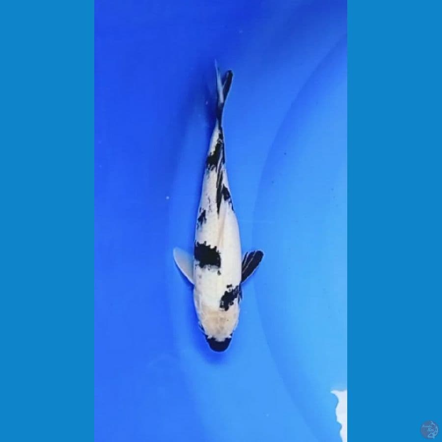 shiro 30 cm