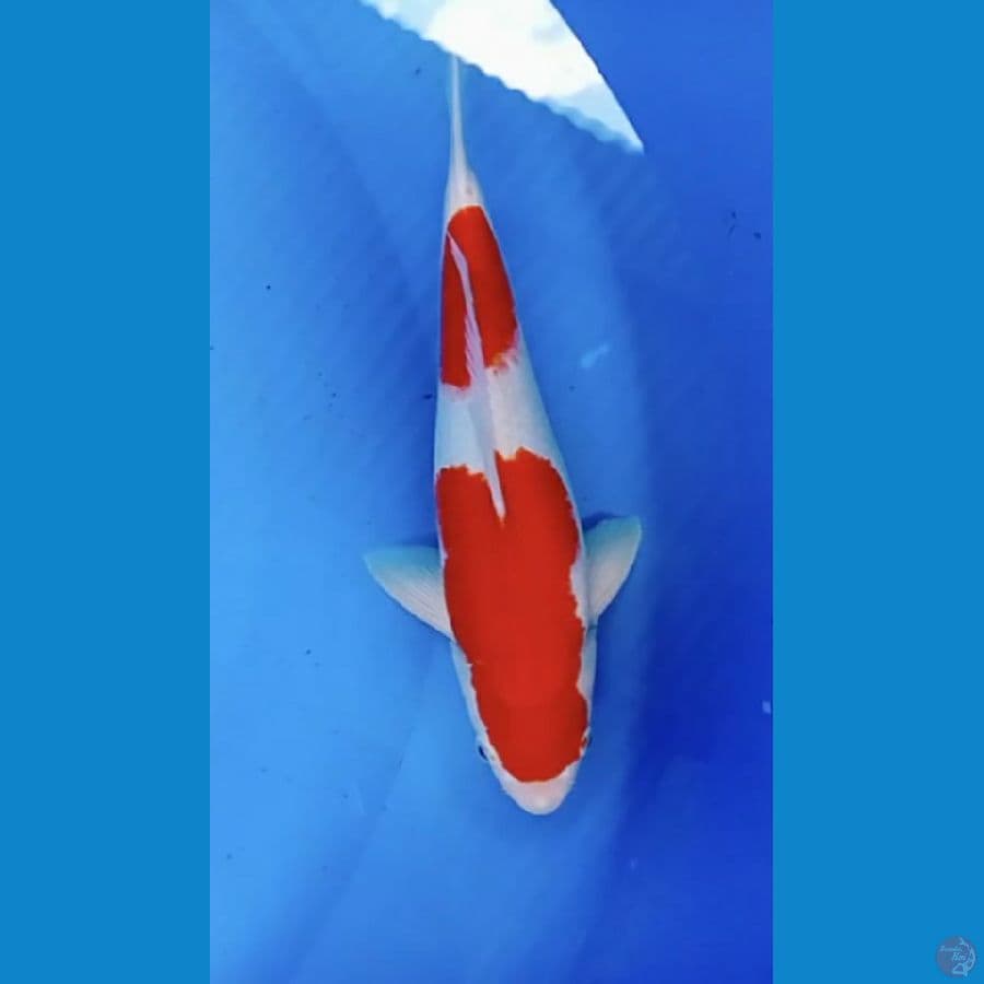 Kohaku 34 cm