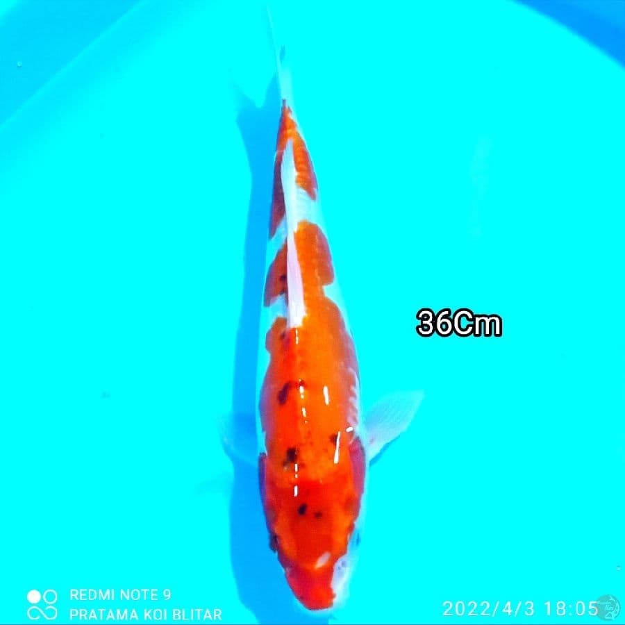 DOITSHU SANKE 36CM