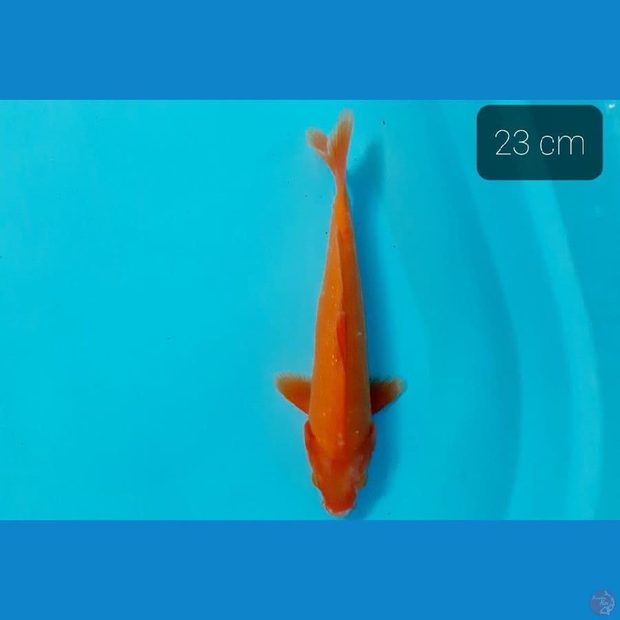 Akahajiro 23 cm