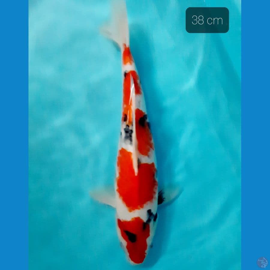 grade A showa 38 cm