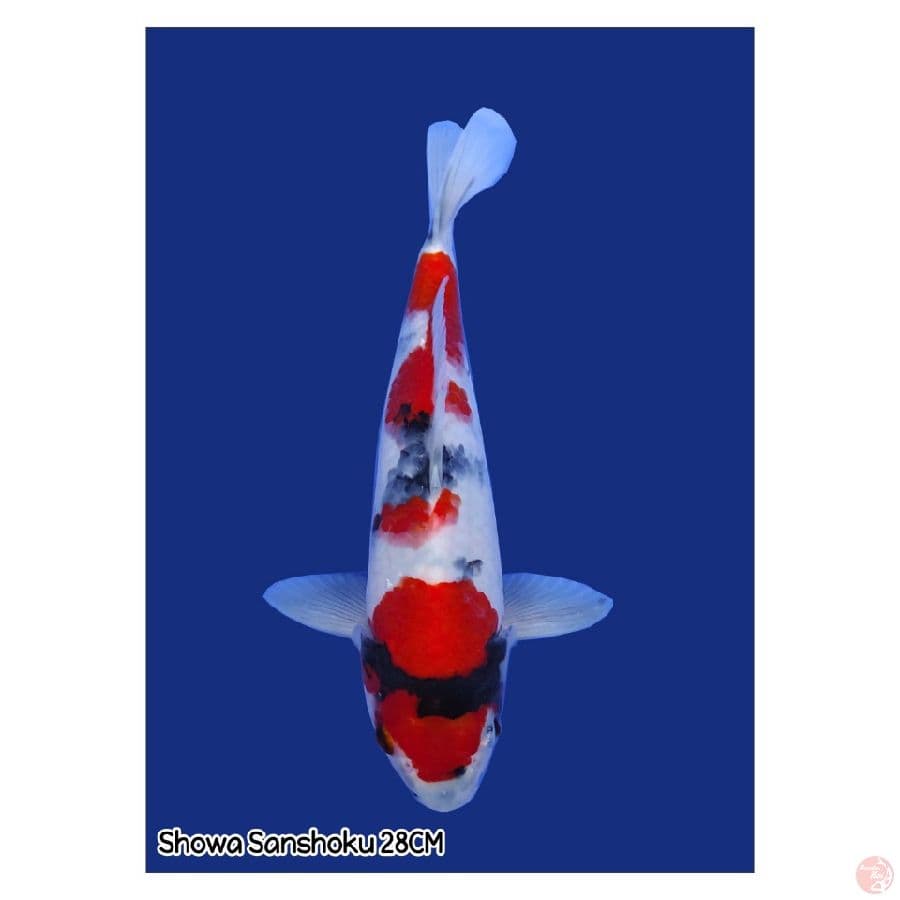 Showa 28CM