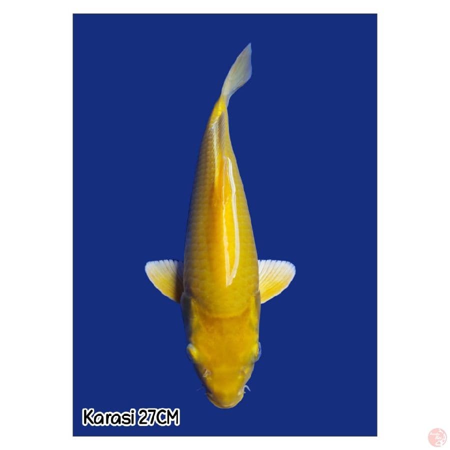 Karasi 27CM
