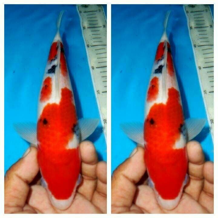 Sanke f1