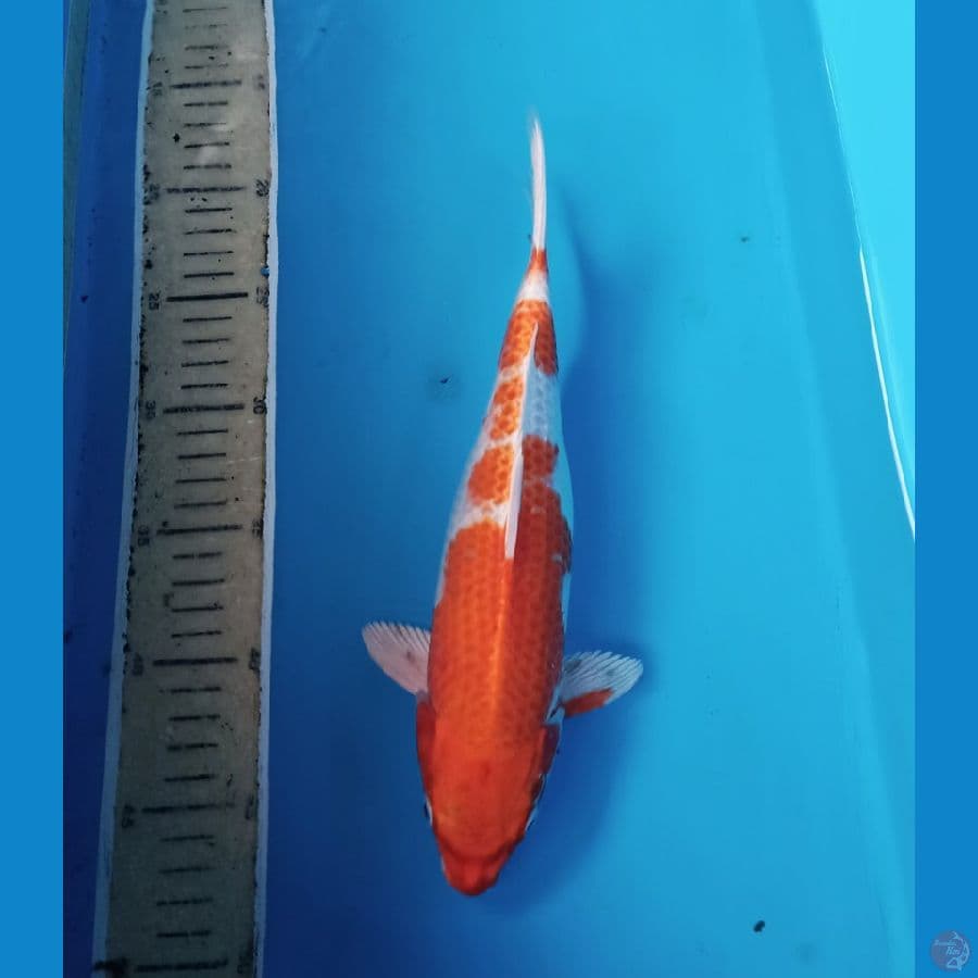 red hariwake 29cm
