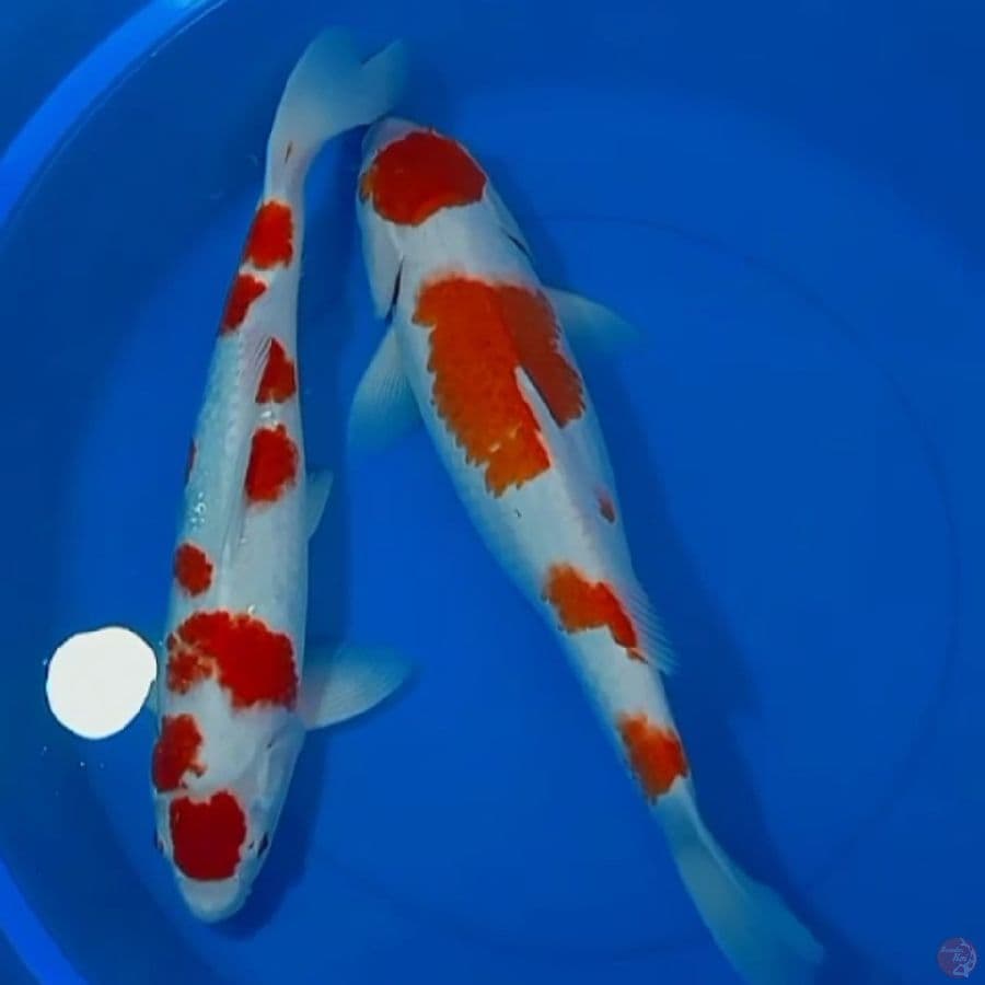 KOHAKU MARUTEN SEPASANG ORYGINAL 41_45CM