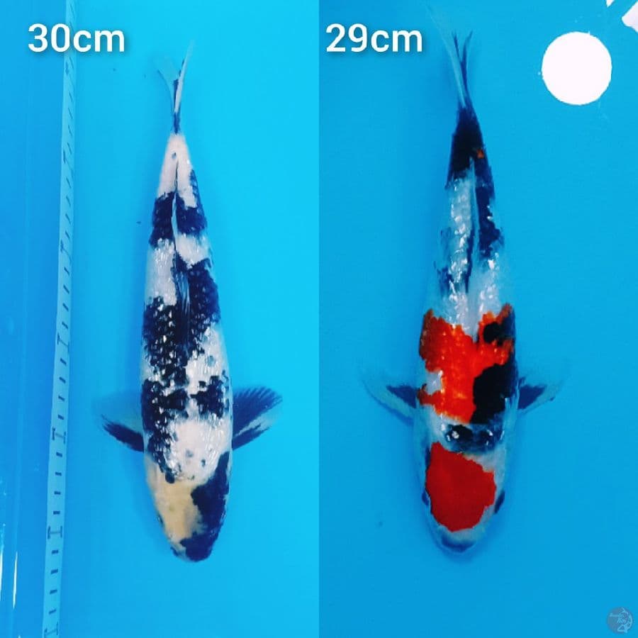 ALL GINDRIN SHOWA SHIRO 29/30cm