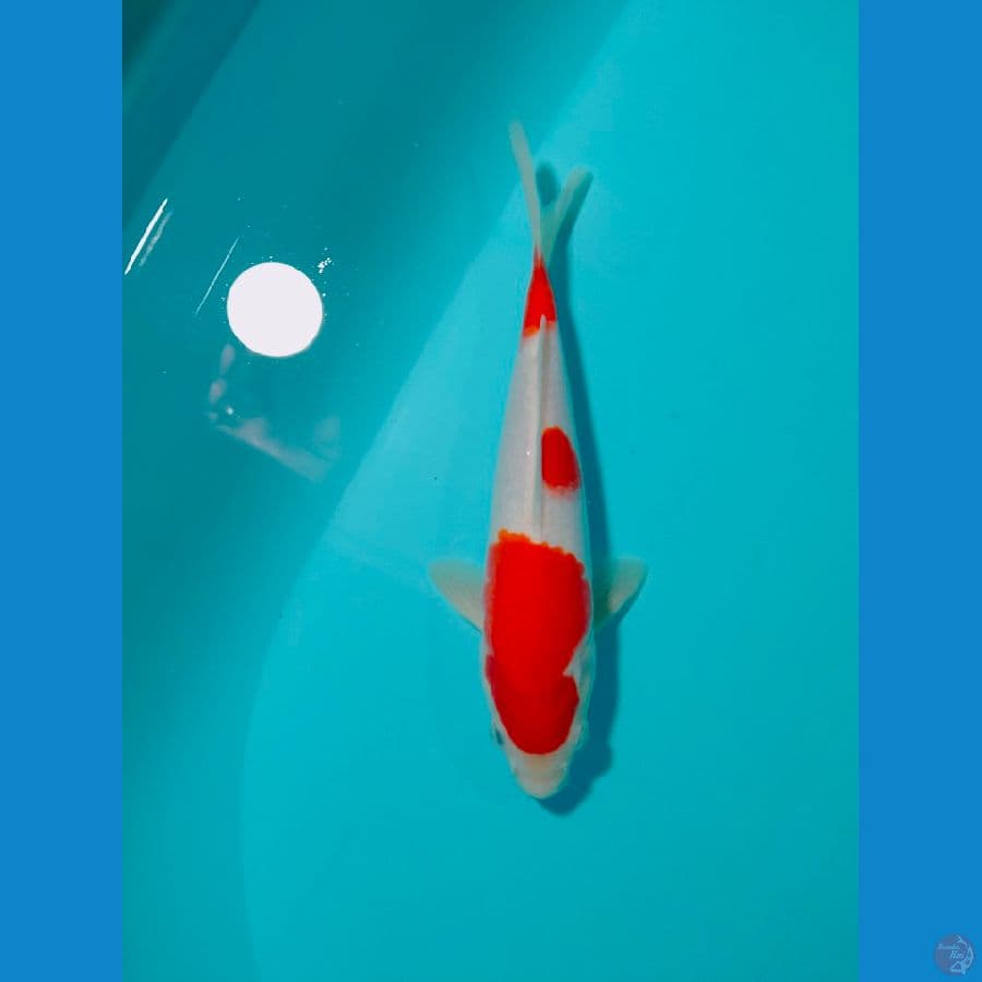 kohaku strong