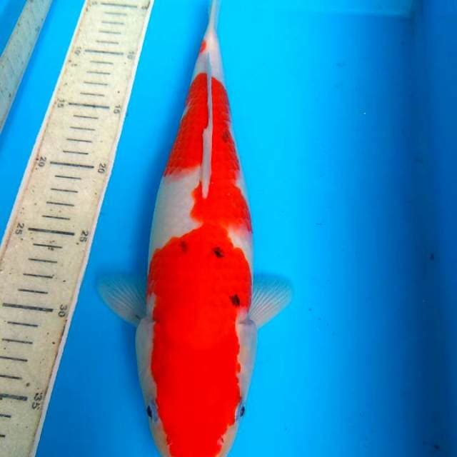 Sanke 35cm