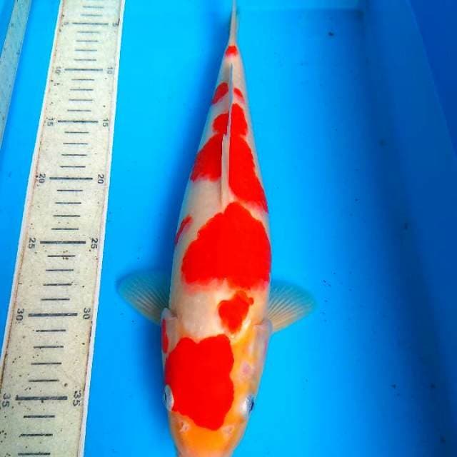 Kohaku 36cm