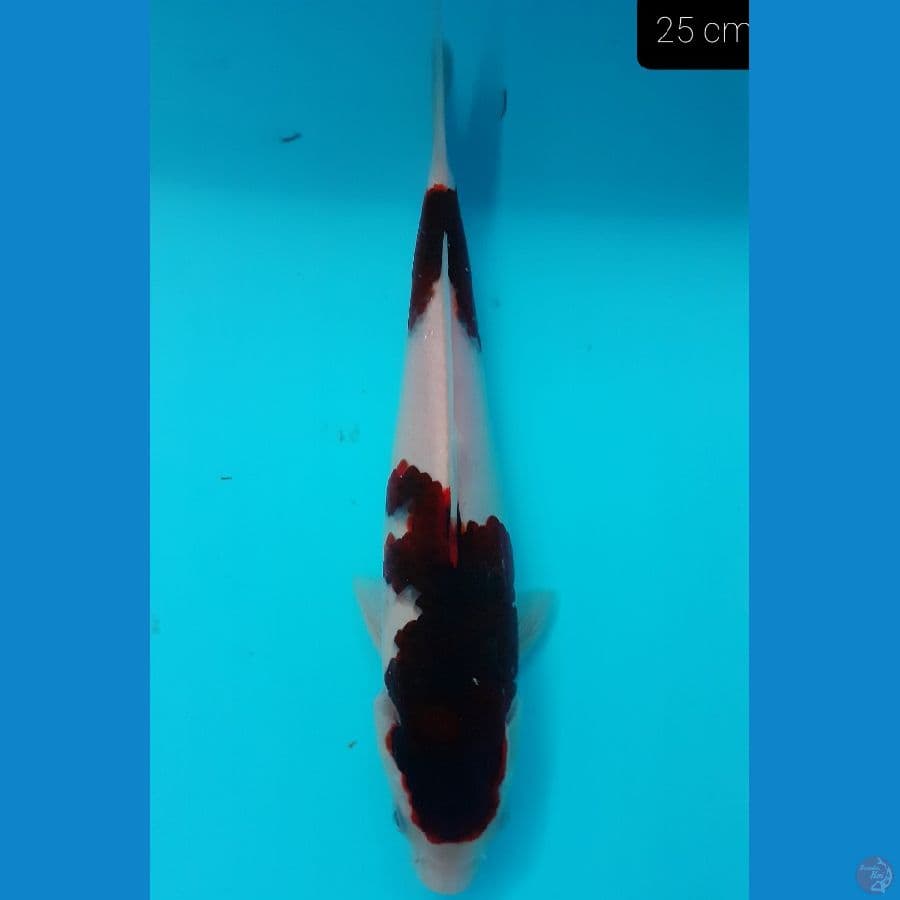 *GOROMO 25CM//ML*