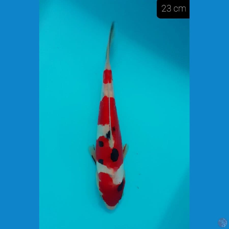 *SANKE DOITSU 23 CM*