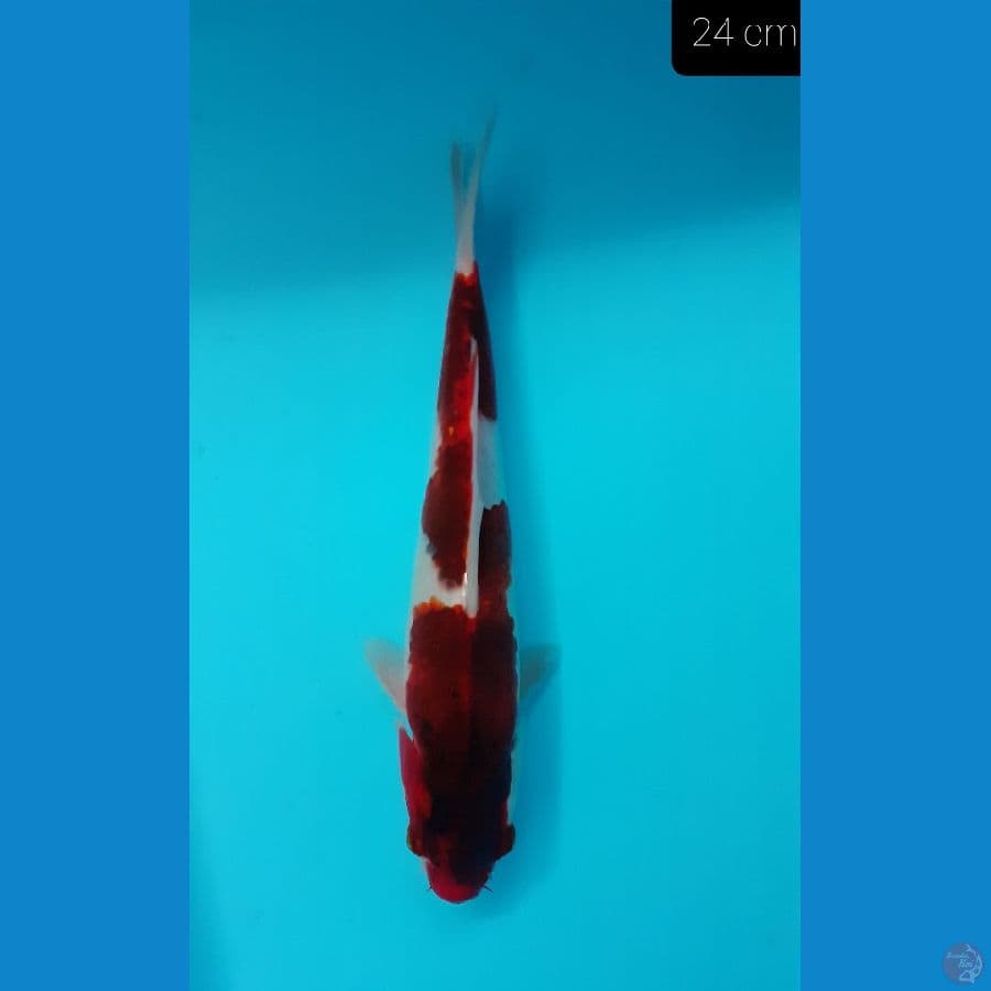 *GOROMO 24 CM//ML*