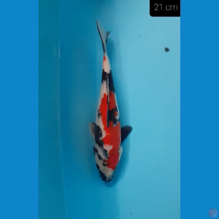 *SHOWA 21 CM*