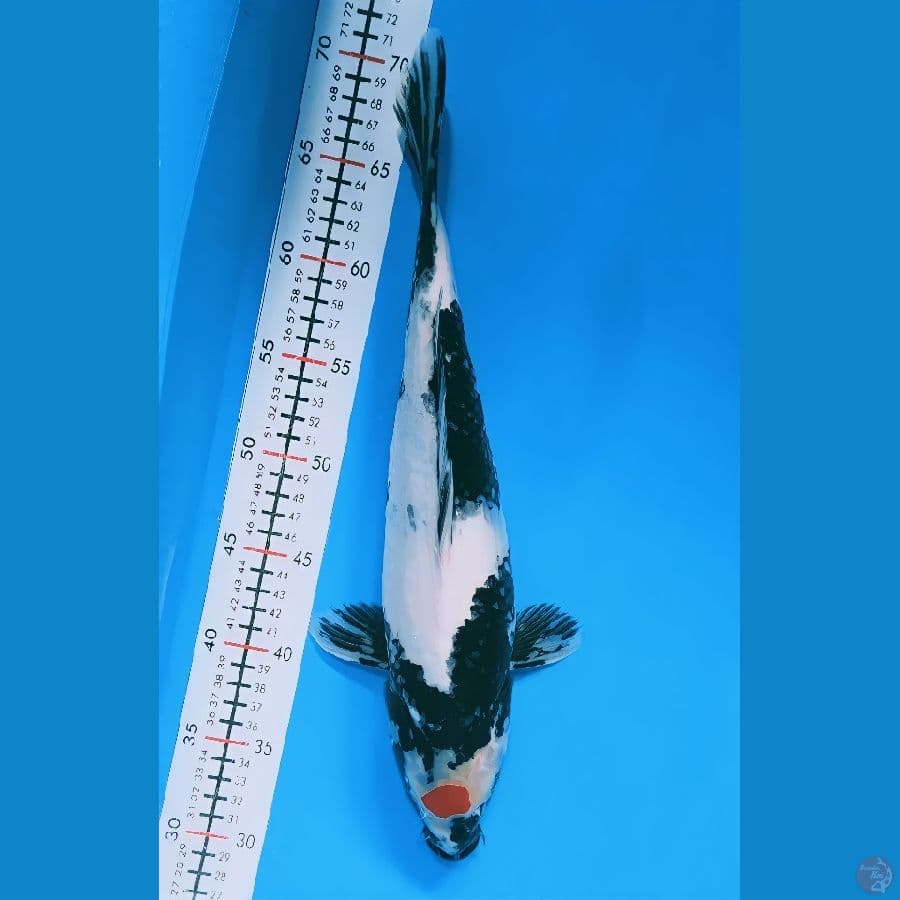 tancho showa 39cm/f