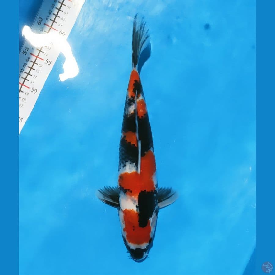 maruten showa 37cm/f