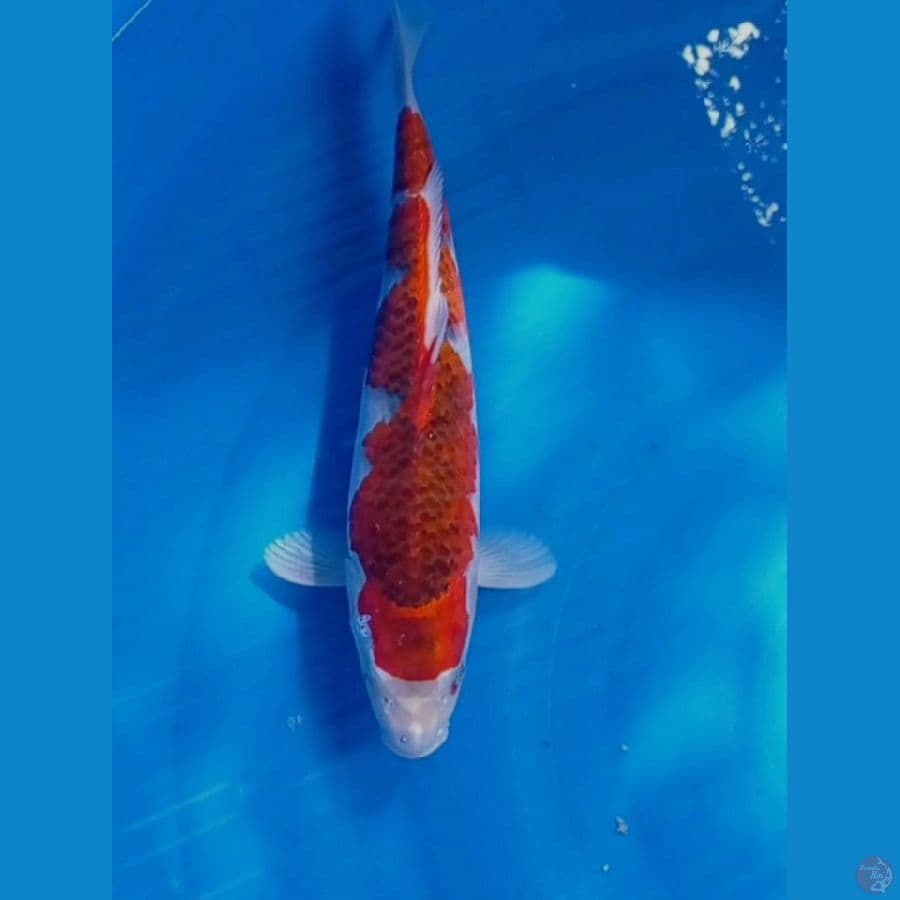 Gosiki 35cm
