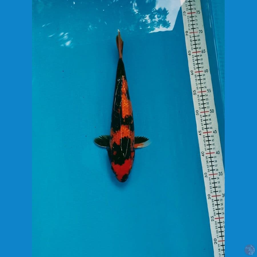 hiutsuri 36cm