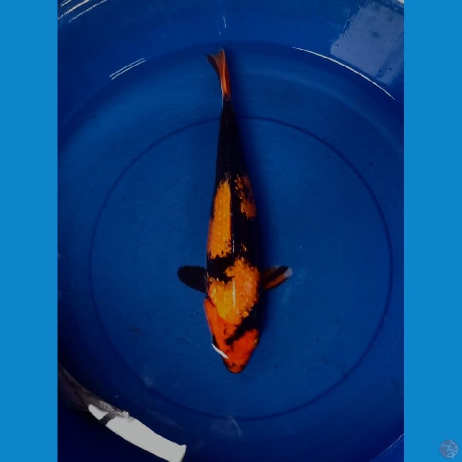 hiutsuri 39cm