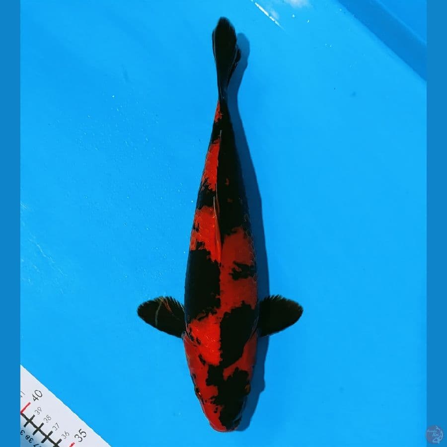 hiutsuri 34cm/male