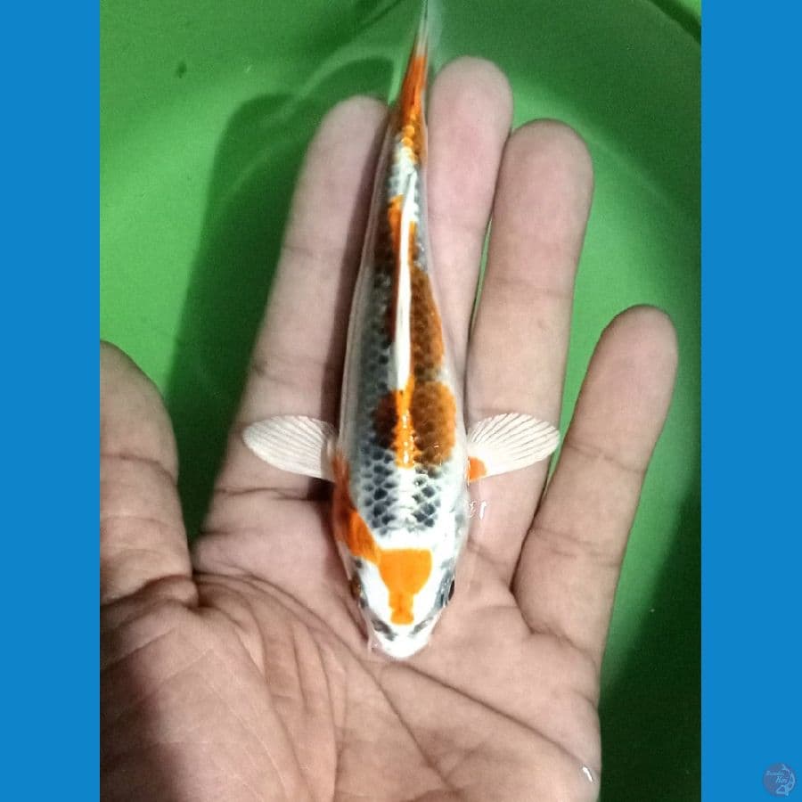 minion kujaku 12cm