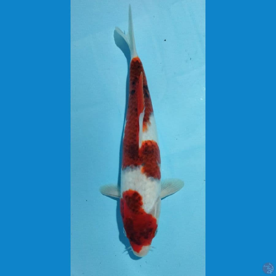 Koromo 33cm