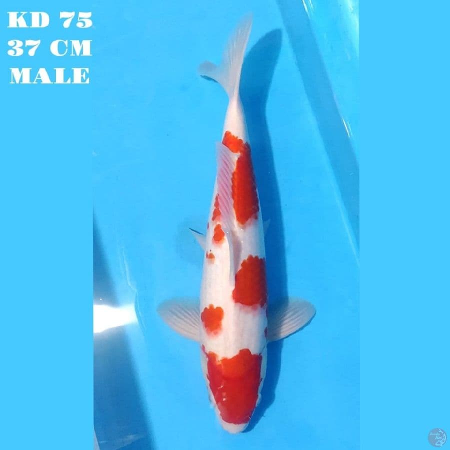 KOHAKU POTENSI JUMBO