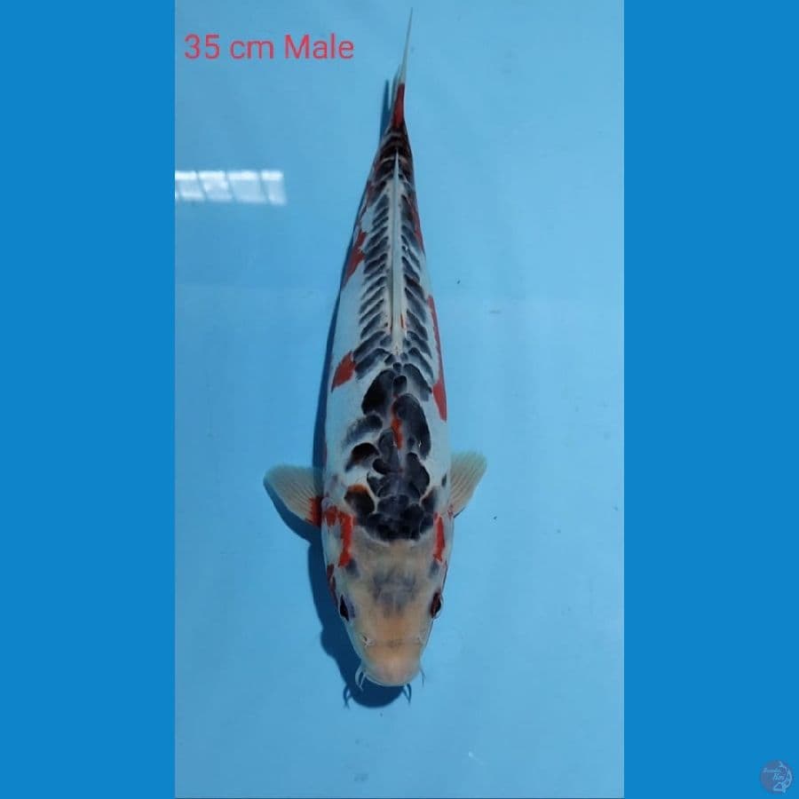 Hana Shusui 35cm