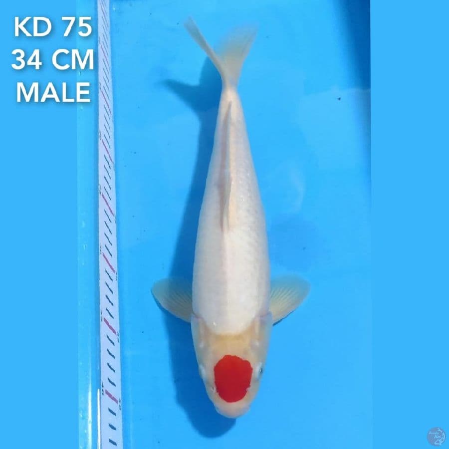 TANCHO KOHAKU ORIGINAL