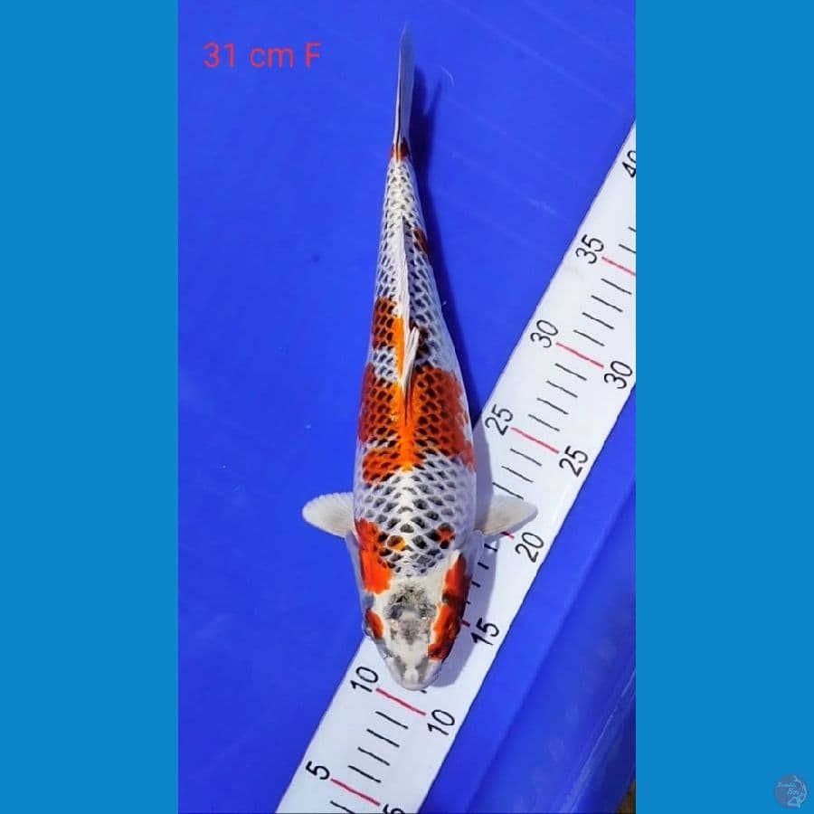 Kujaku 31cm