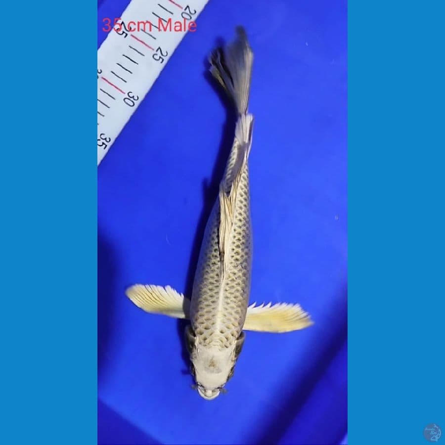Mukasi 35cm